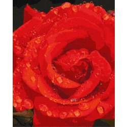 Malowanie po numerach z ramą 40x50cm Róża w diamentach (KHO3207)