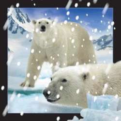 Magnes 3D Niedźwiedzie Polarne w śniegu - 1