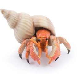 Papo 56054 Krab pustelnik 6,4 x 4,4 x 2,8cm (PAPO 56054) - 2