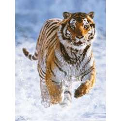 Puzzle 500el Tygrys w śniegu 144754 RAVENSBURGER (RAP 144754) - 1