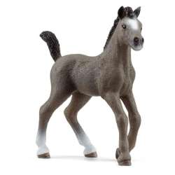 Schleich 13957 źrebię rasy Cheval de Selle Francais (SLH 13957) - 1