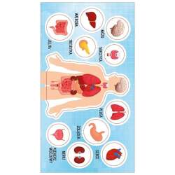 Naklejki Anatomia człowieka