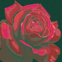 Malowanie po numerach 40x40cm Czerwona róża (KHO3238)
