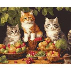 Malowanie po numerach z ramą 40x50cm Koty i owoce (KHO6586)