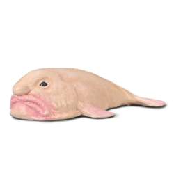 Blobfish