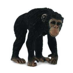 COLLECTA 88493 SZYMPANS SAMICA ROZMIAR:M (004-88493) - 2