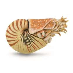 CollectA 88907 Nautilus pompilius rozmiar: XL (004-88907) - 2