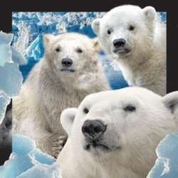 Magnes 3D Niedźwiedzie Polarne - 1