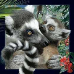 Magnes 3D Lemur - 1