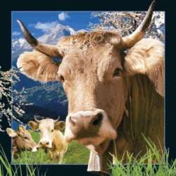 Magnes 3D Szwajcarska krowa