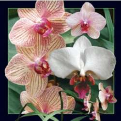 Magnes 3D Orchidea