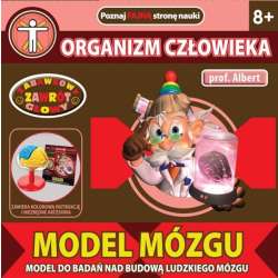 PROF.ALBERT -MODEL MÓZGU -ORGANIZM CZŁOWIEKA (GXP-517681) - 3