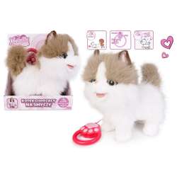 Kot chodzący na smyczy biało rudy