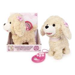 Piesek chodzący na smyczy mix