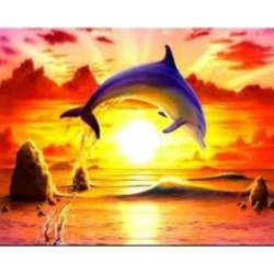 Malowanie po numerach Delfin na tle zachodu słońca 40 x 50cm 5552 (NO-1005552) - 1