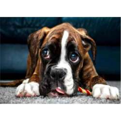 Malowanie po numerach Pies Buldog 40 x 50cm 6439 (NO-1006439) - 1