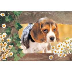 CASTOR PUZZLE 500el ZABIERZ MNIE DO DOMU (50833) - 1