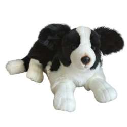 Pies Border collie 45cm