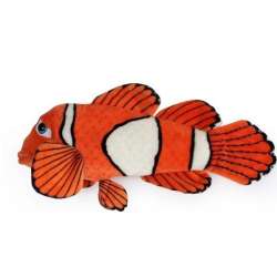 Ryba błazenek 45cm