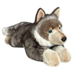 Wilk leżący 61cm