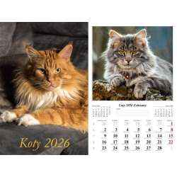 Kalendarz 2026 ścienny Koty - 1