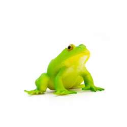 Gumowa żaba - 1