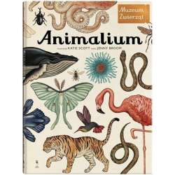 Animalium wyd.3