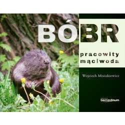 Bóbr - pracowity mąciwoda