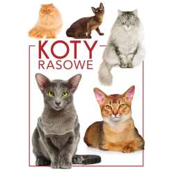 Koty rasowe