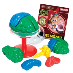 PROF.ALBERT -MODEL MÓZGU -ORGANIZM CZŁOWIEKA (GXP-517681) - 2