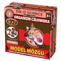 PROF.ALBERT -MODEL MÓZGU -ORGANIZM CZŁOWIEKA (GXP-517681) - 1