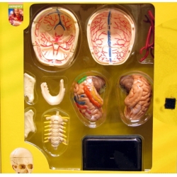 CZASZKA -MODEL ANATOMICZNY DO SKŁADANIA - 6