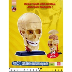 CZASZKA -MODEL ANATOMICZNY DO SKŁADANIA - 1