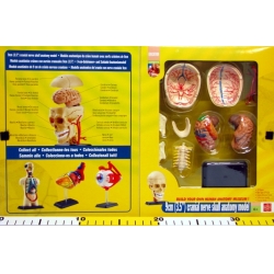CZASZKA -MODEL ANATOMICZNY DO SKŁADANIA - 2