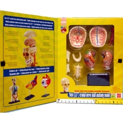 CZASZKA -MODEL ANATOMICZNY DO SKŁADANIA - 3