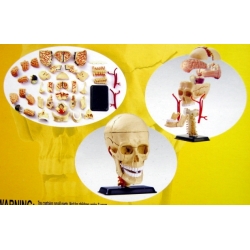 CZASZKA -MODEL ANATOMICZNY DO SKŁADANIA - 5