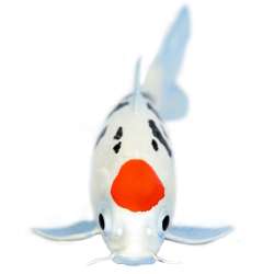 Safari Ltd 101025 Karp Koi Tancho 15x6,2cm - 3