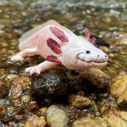 Safari Ltd 104650 Axolotl 18,5x7x4,4cm - 5