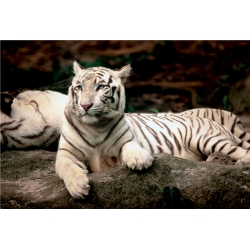 Bengalski tygrys - Puzzle TREFL 1500 elementów (26075) - 2