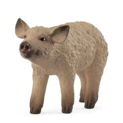 Prosię Mangalica - 1