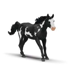 Wałach rasy Paint Horse