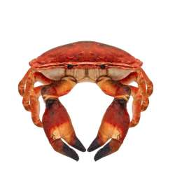 Krab słonowodny 26cm - 1
