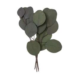 Eukaliptus populus 4 gałązki ok. 20cm zielony - 1
