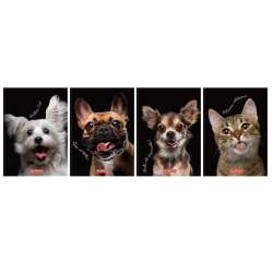 Brulion A6/80K kratka Animals (5szt)