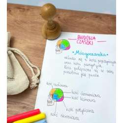Stempel mózgoczaszka - 1