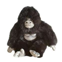 Goryl 20cm
