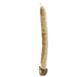 Ogon lwa 60cm