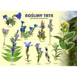 Tablica 100x72cm Rośliny Tatr. Goryczkowate