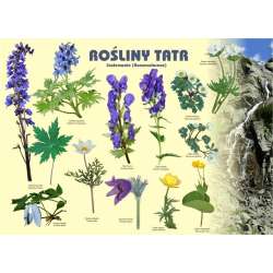 Tablica 100x72cm Rośliny Tatr. Jaskrowate