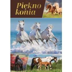 Piękno konia